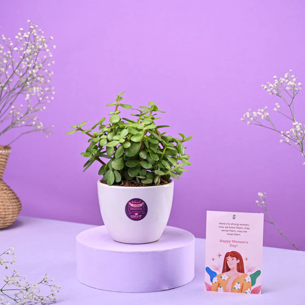 Jade Mini Plant Women's Day Gift - Image 2