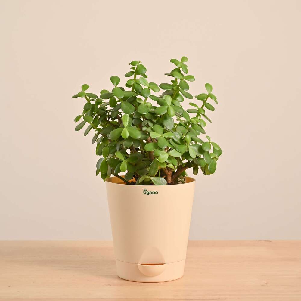 Jade Mini Plant - Image 13