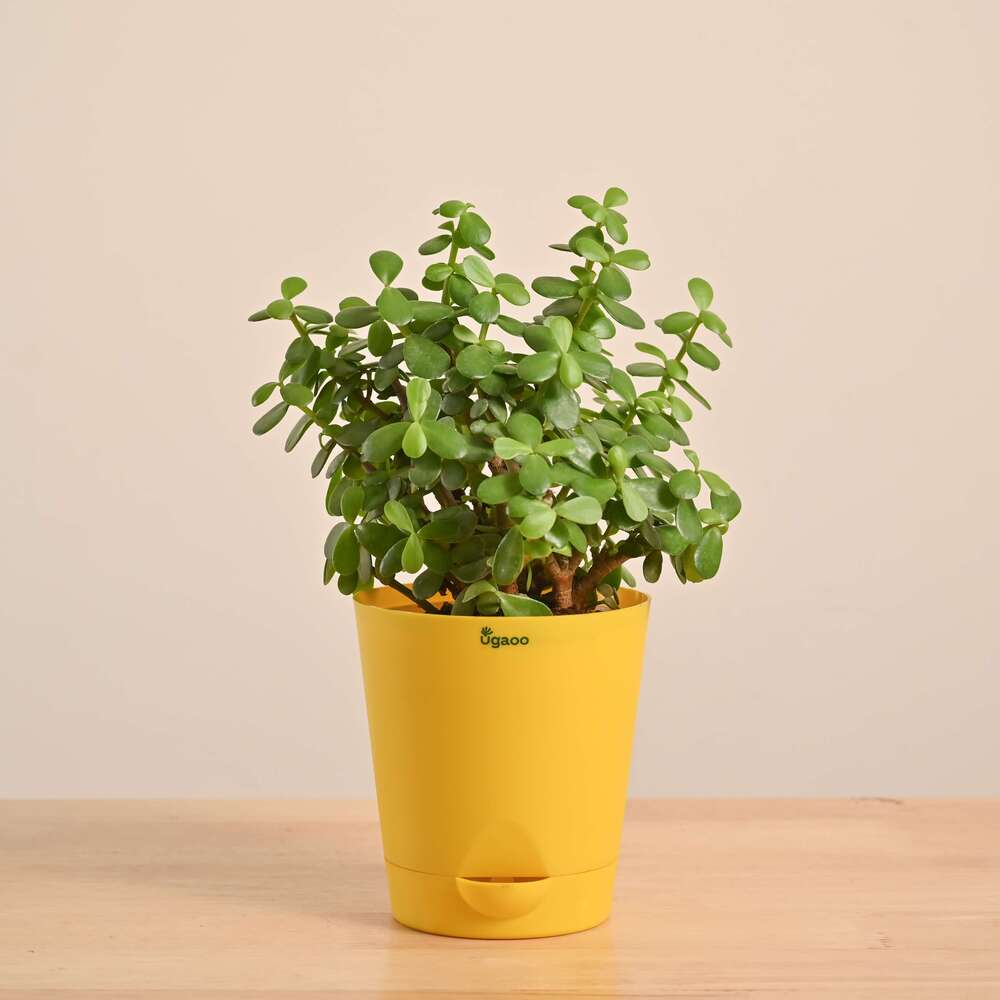 Jade Mini Plant - Image 17