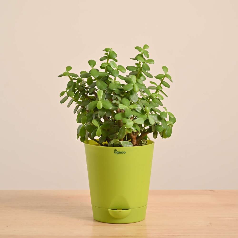 Jade Mini Plant - Image 21