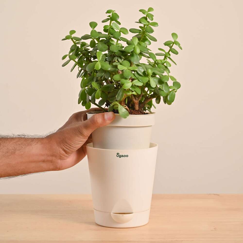 Jade Mini Plant - Image 25