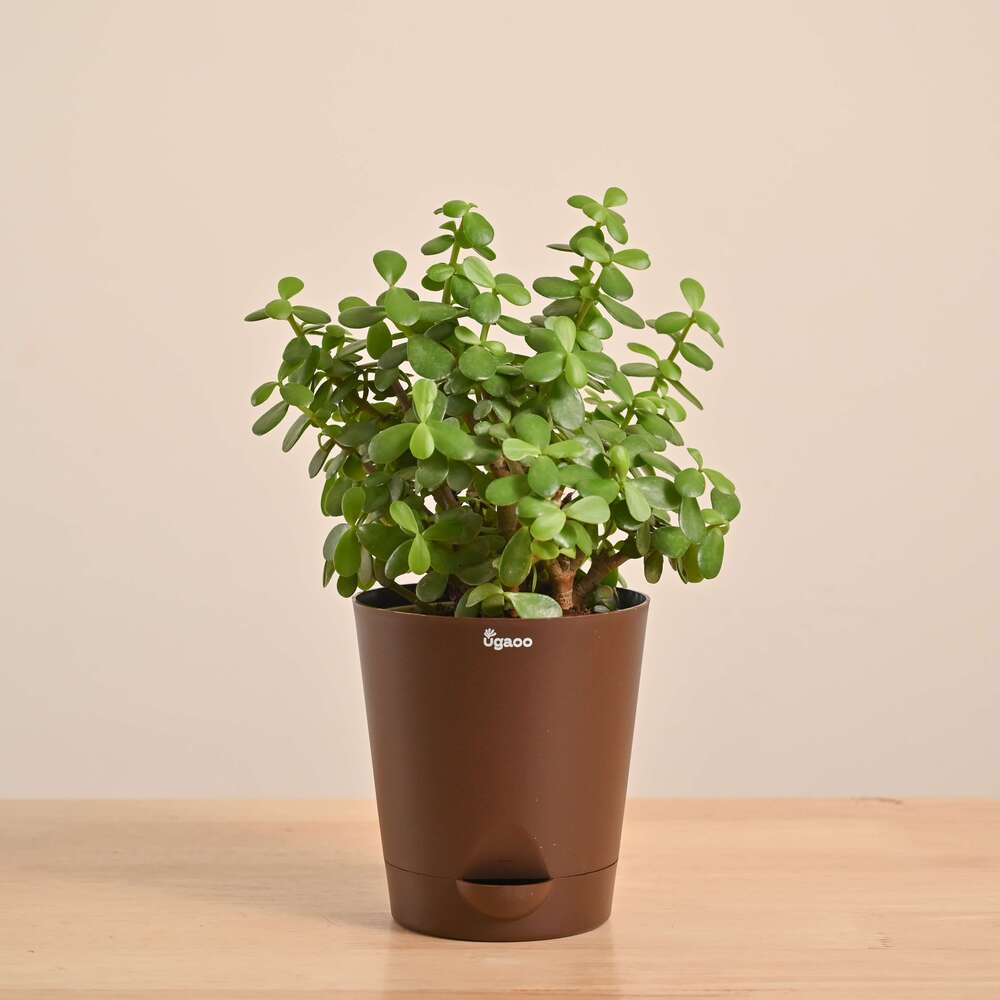 Jade Mini Plant - Image 26