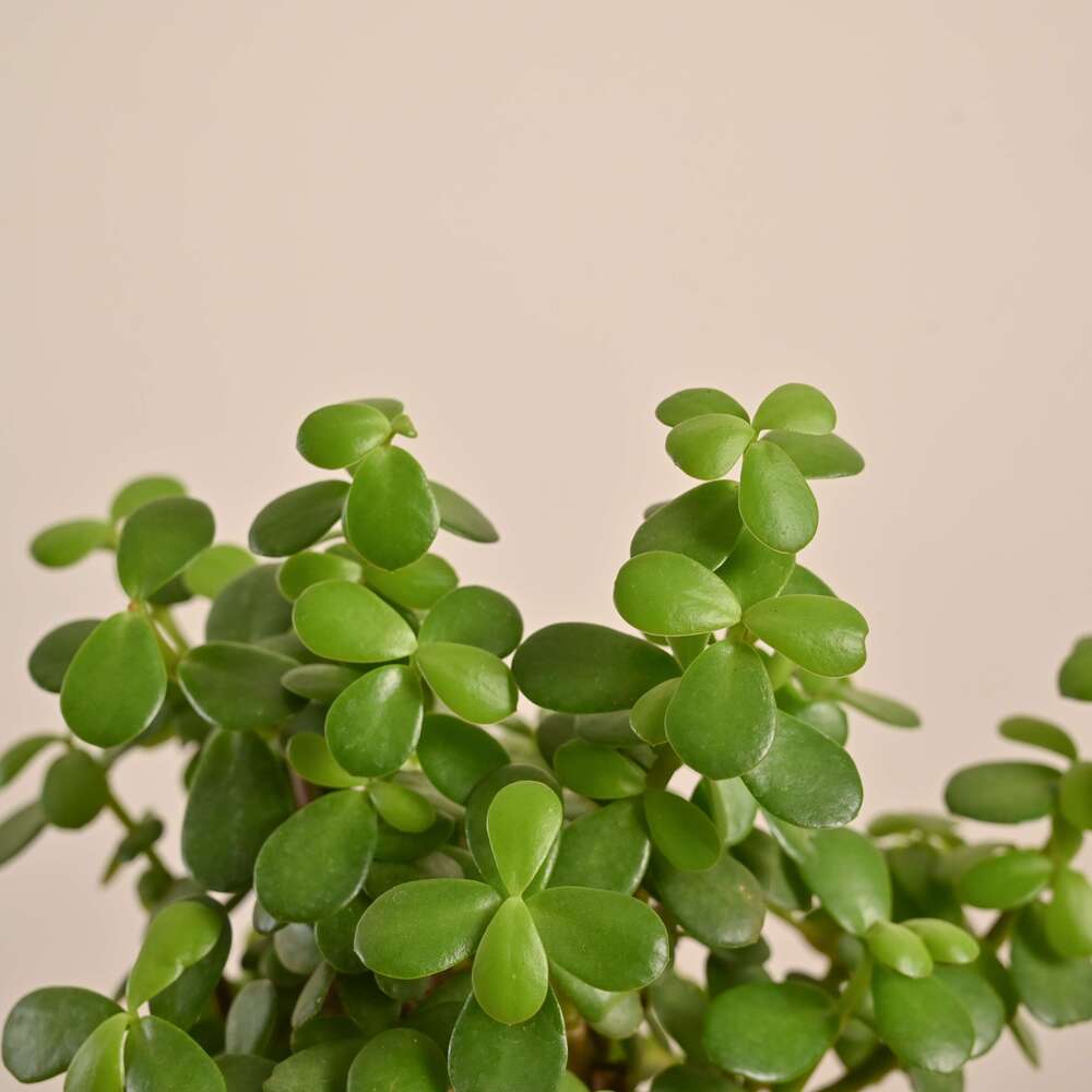 Jade Mini Plant - Image 28