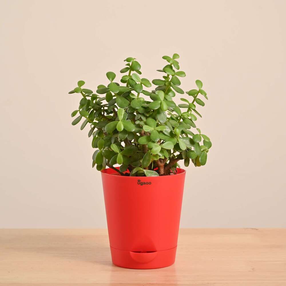 Jade Mini Plant - Image 30