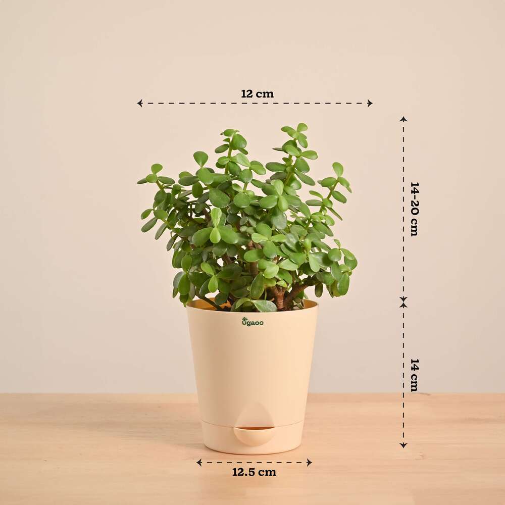 Jade Mini Plant - Image 31