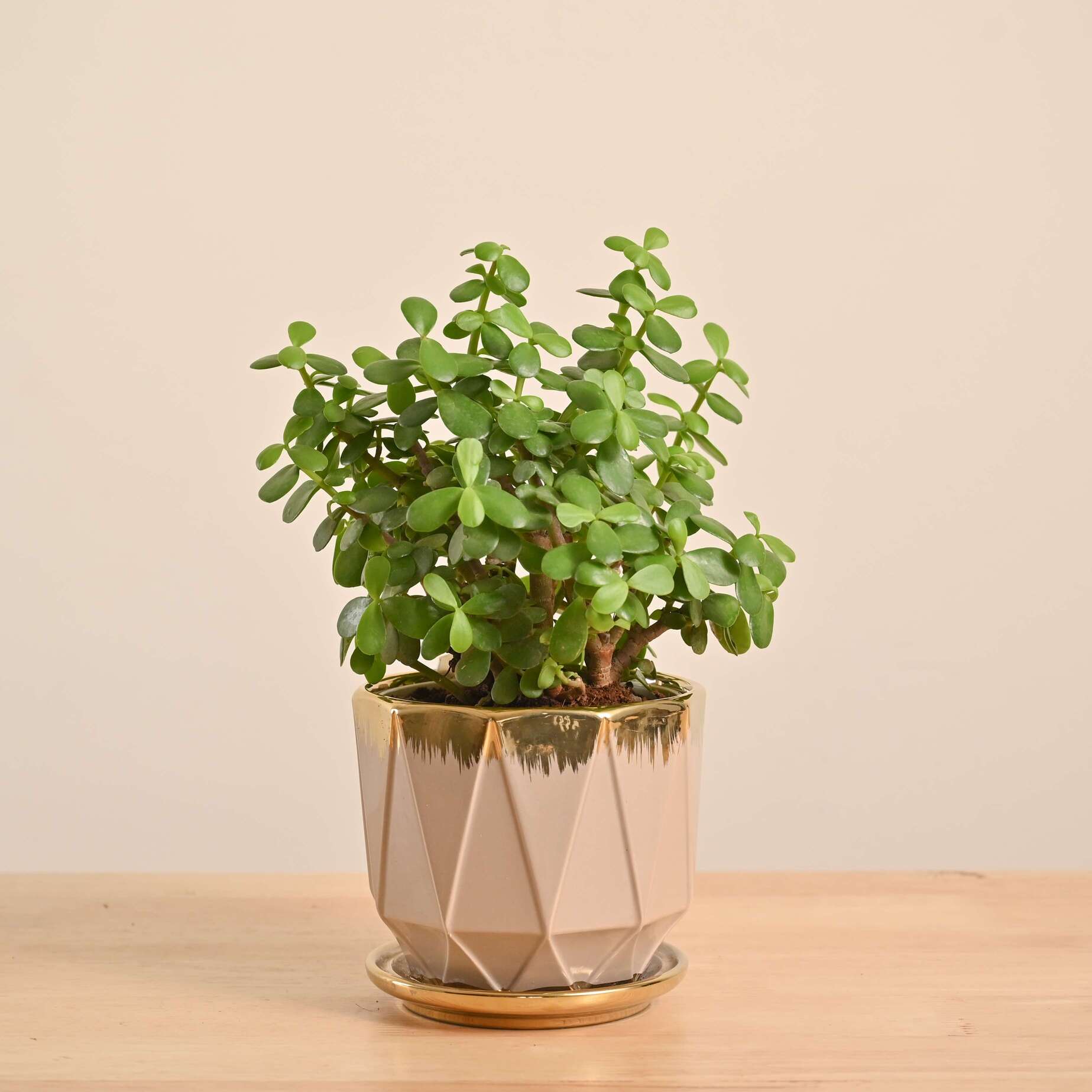 Jade Mini Plant - Image 33