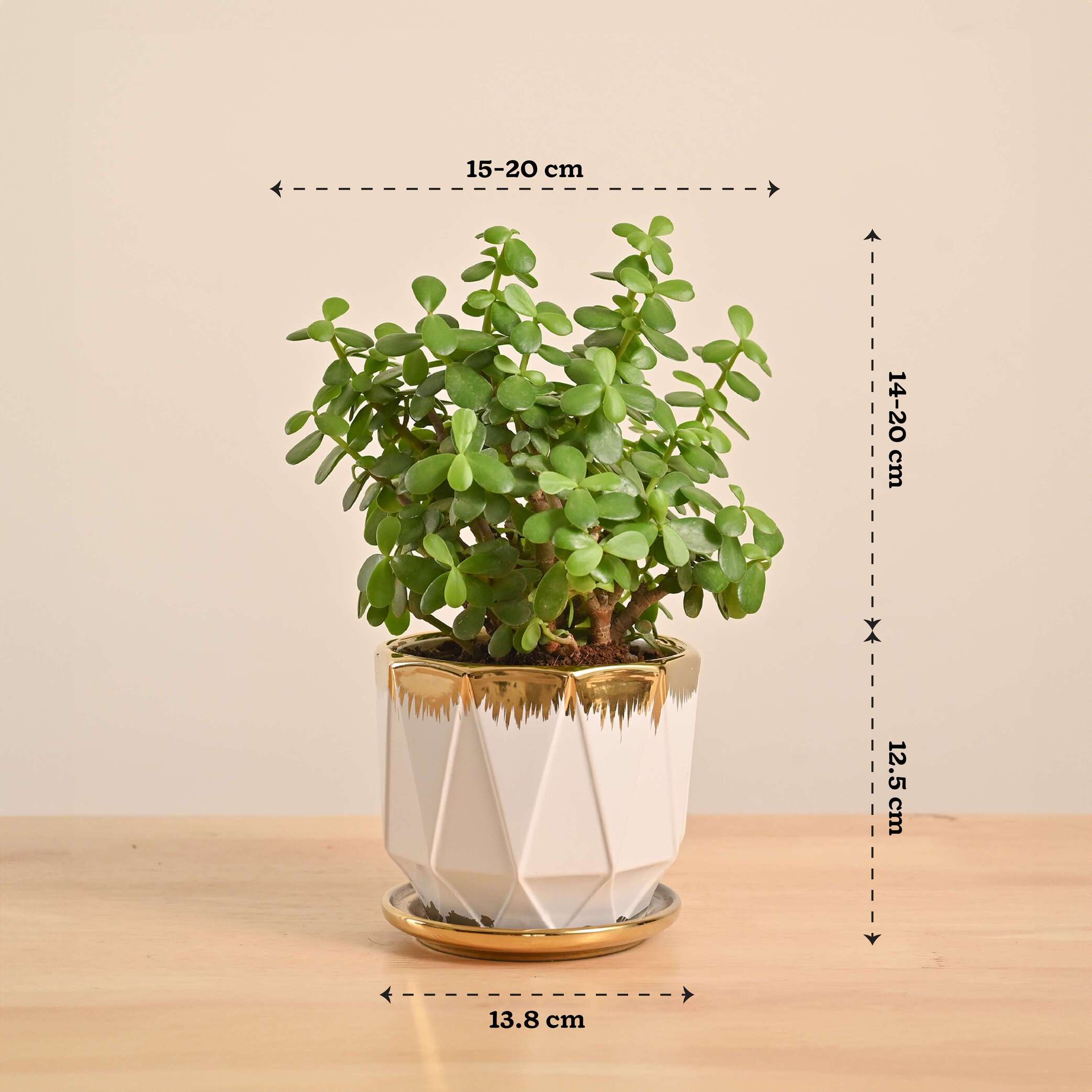 Jade Mini Plant - Image 34