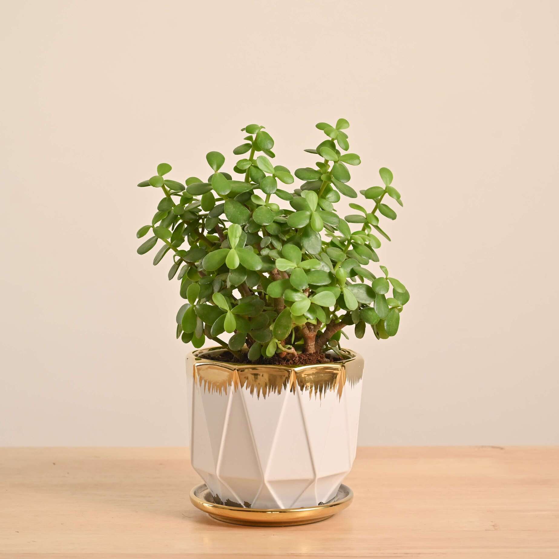 Jade Mini Plant - Image 37