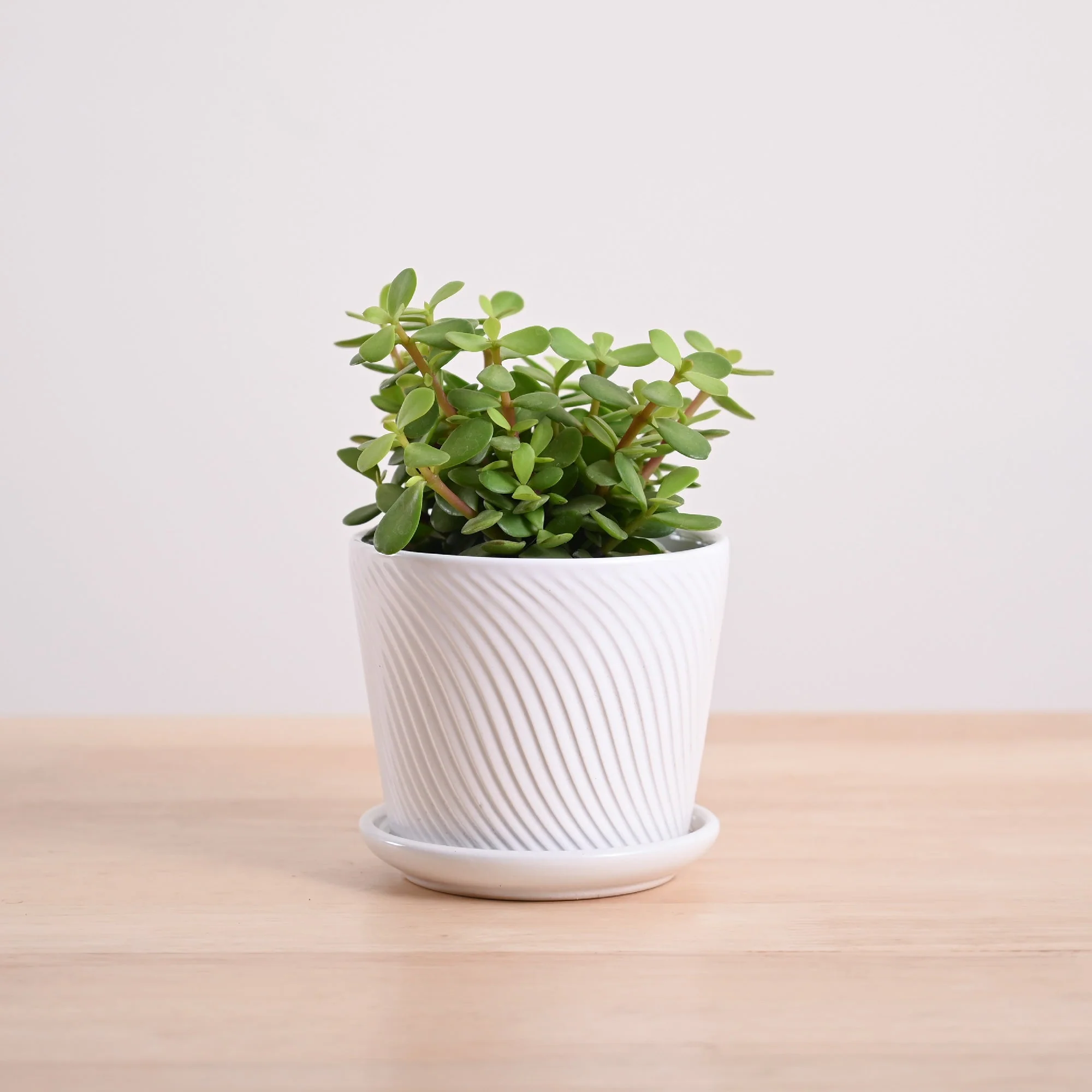 Jade Mini Plant - Image 4