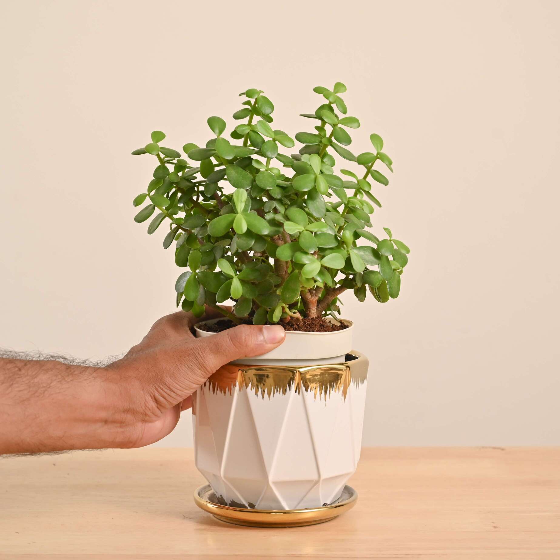 Jade Mini Plant - Image 40