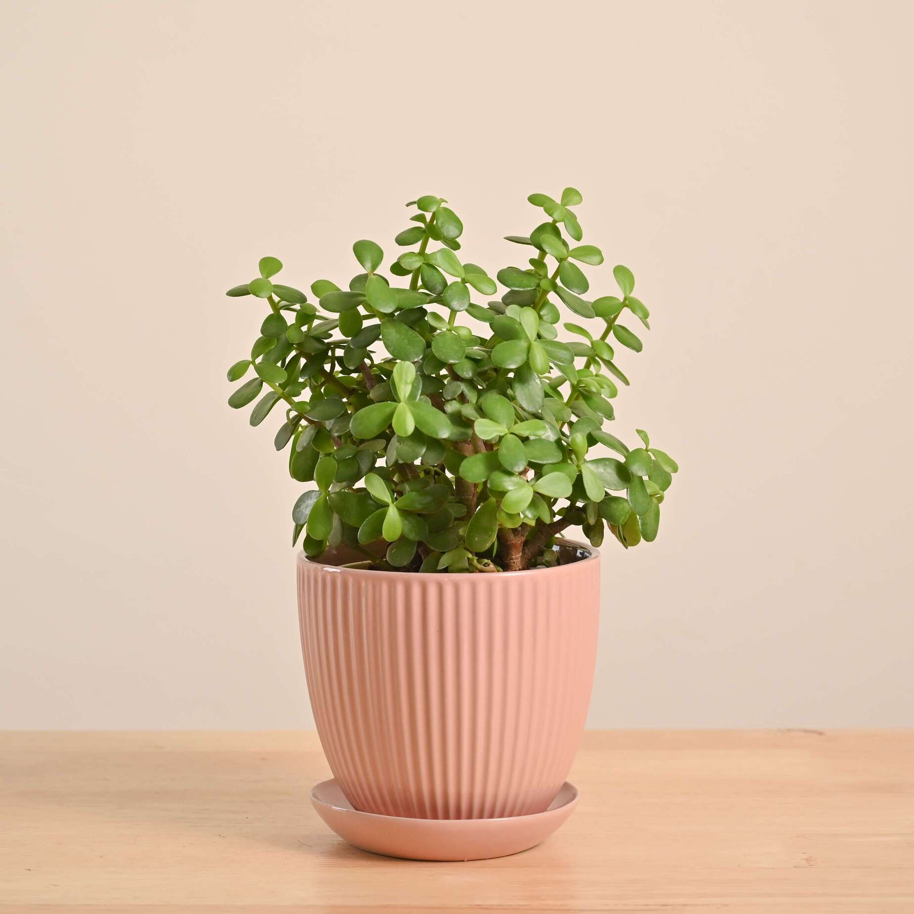 Jade Mini Plant - Image 41