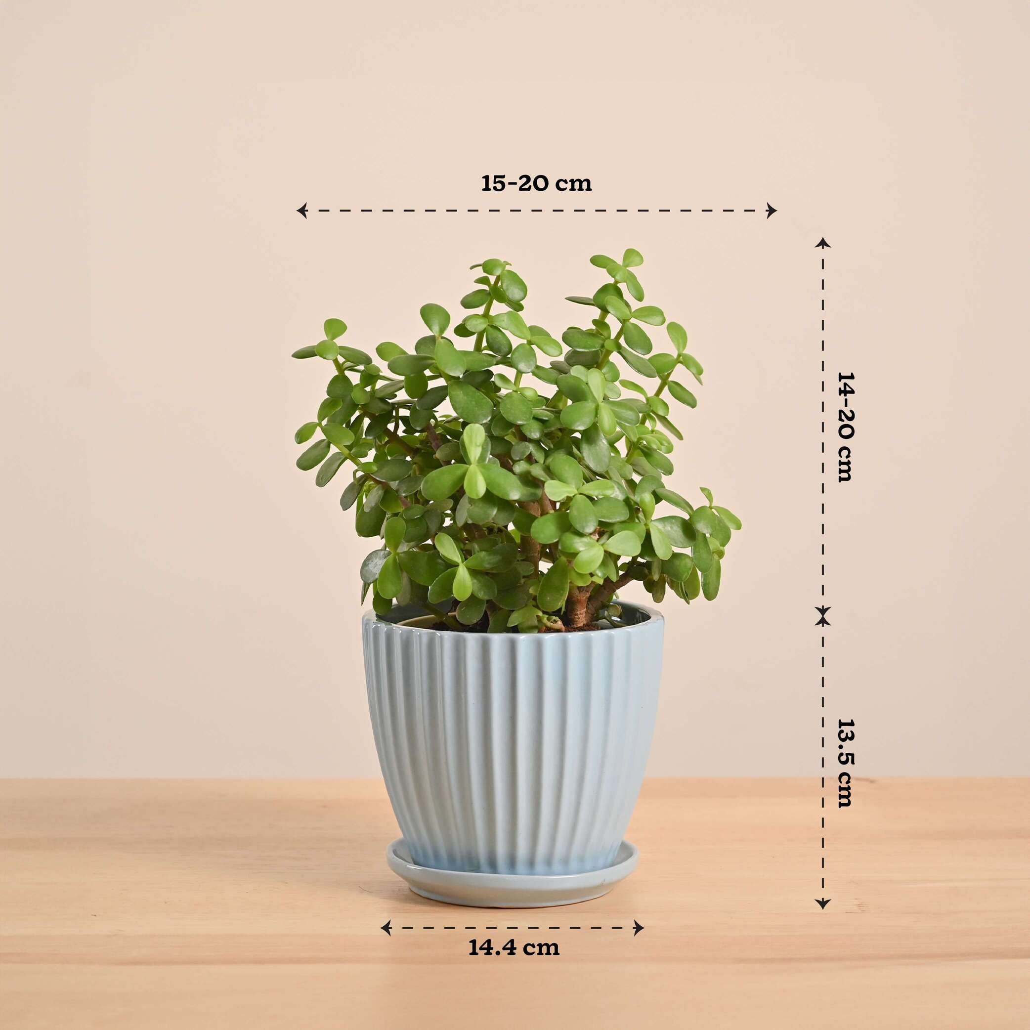 Jade Mini Plant - Image 42