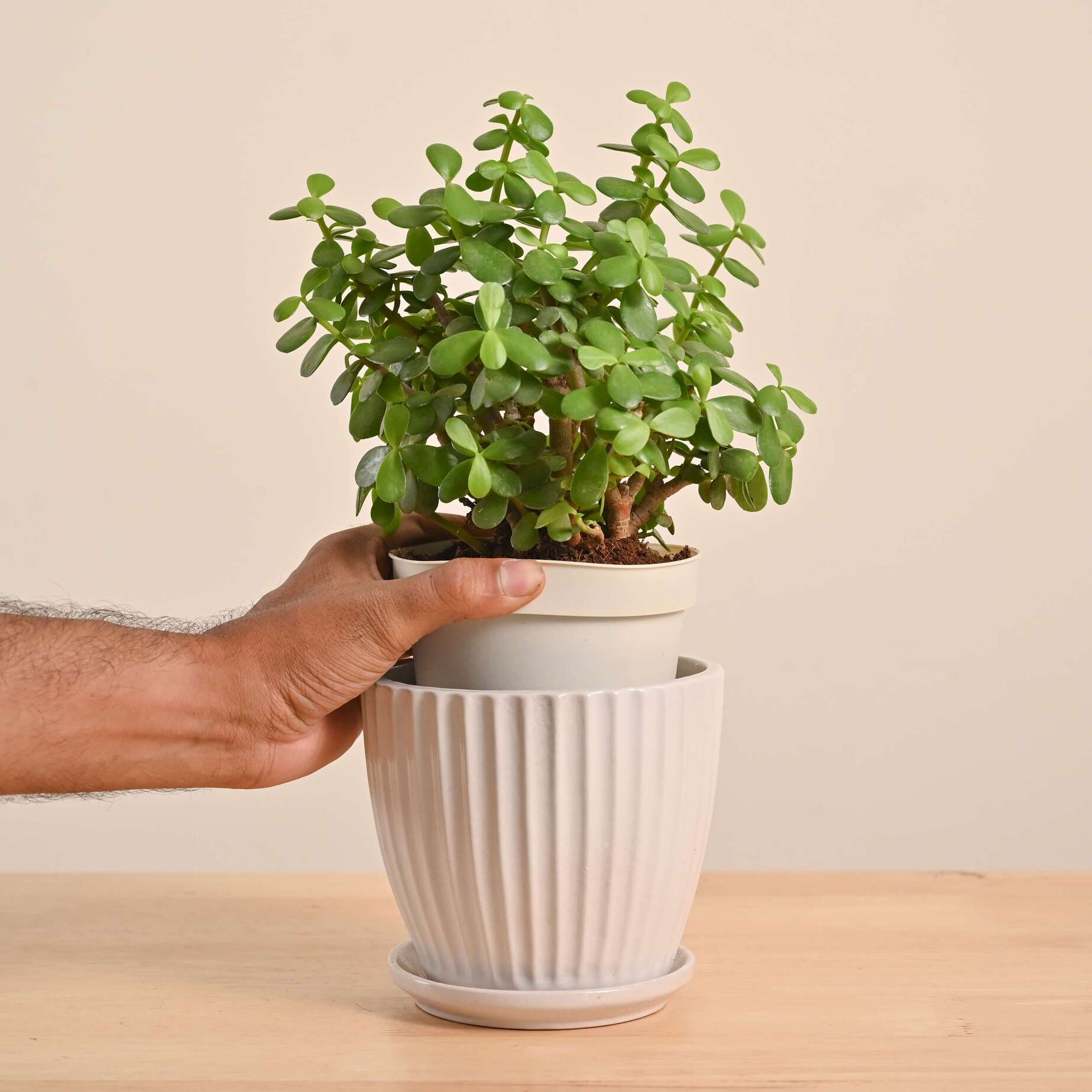 Jade Mini Plant - Image 44