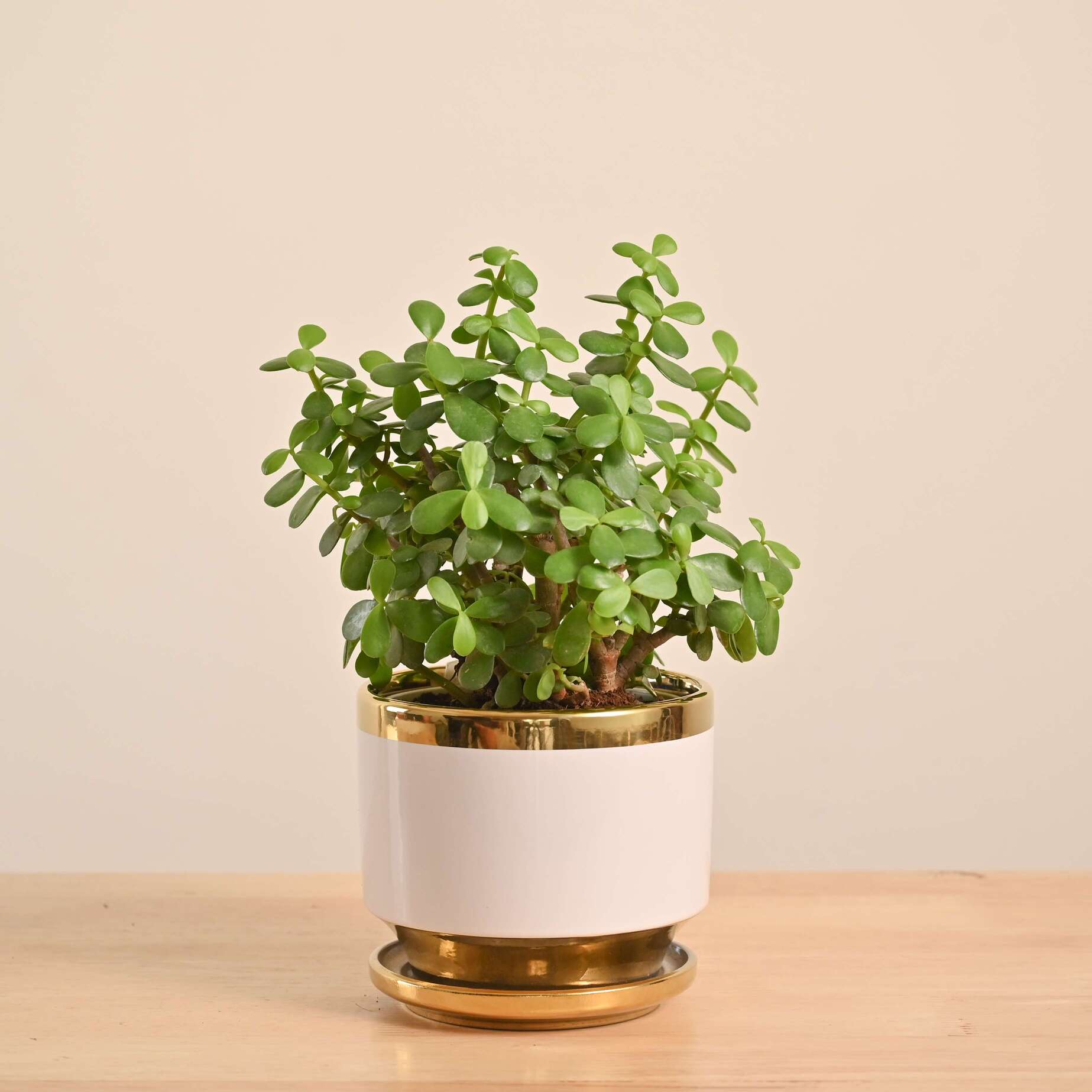Jade Mini Plant - Image 45