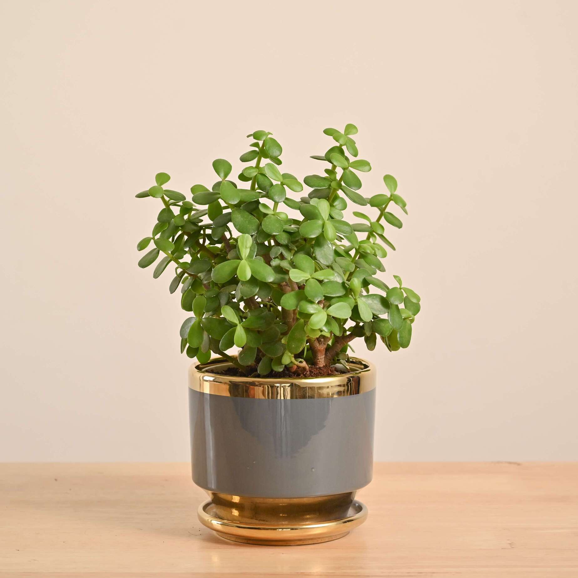 Jade Mini Plant - Image 49