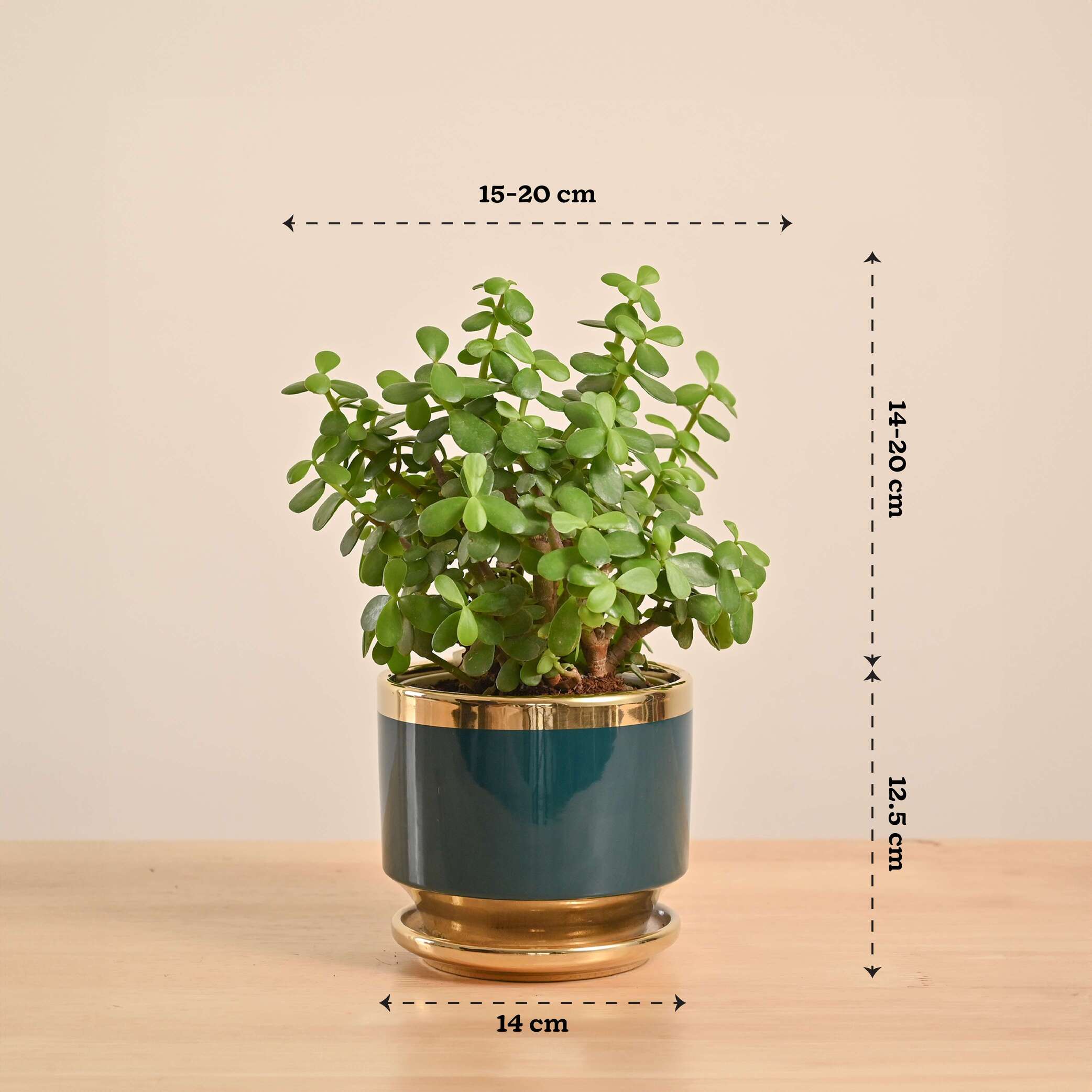 Jade Mini Plant - Image 50