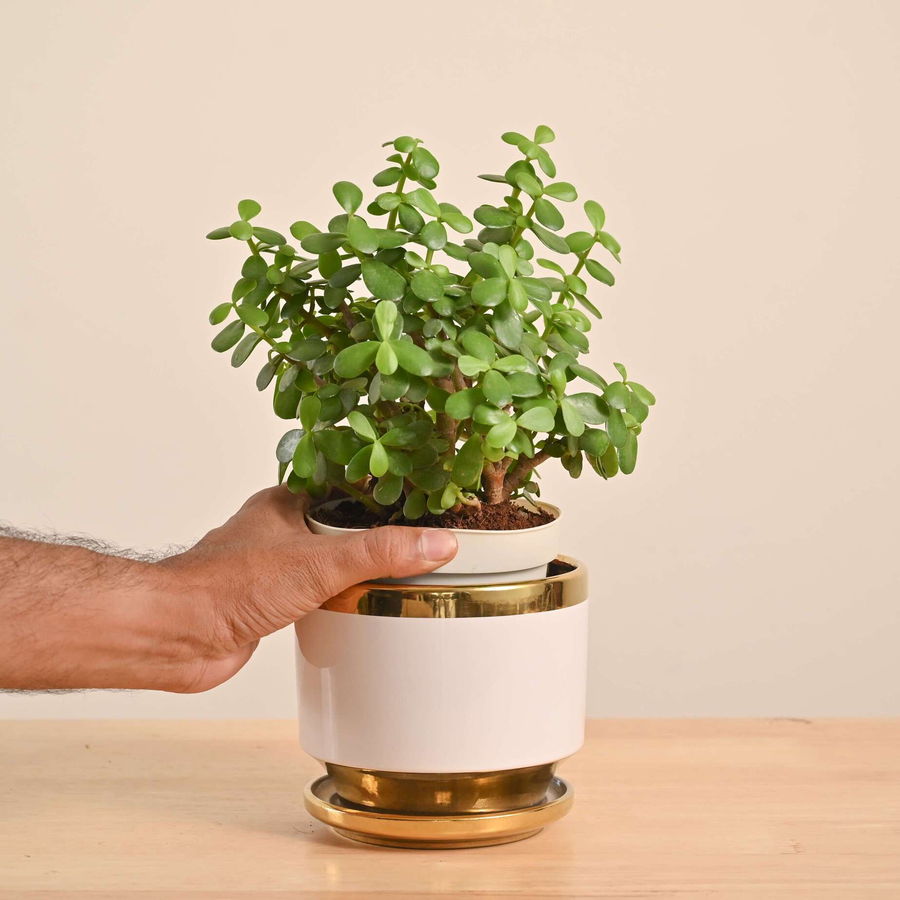 Jade Mini Plant - Image 52