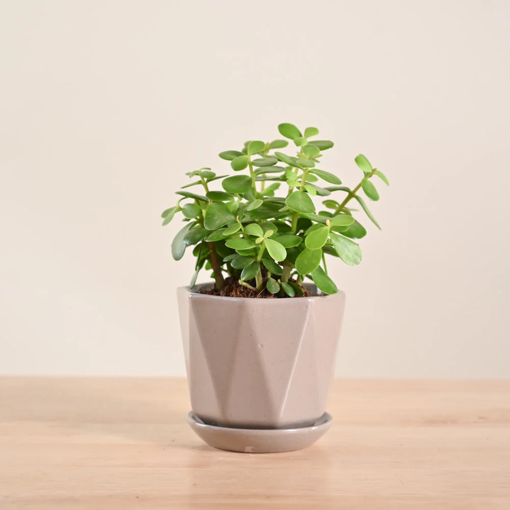 Jade Mini Plant - Image 53