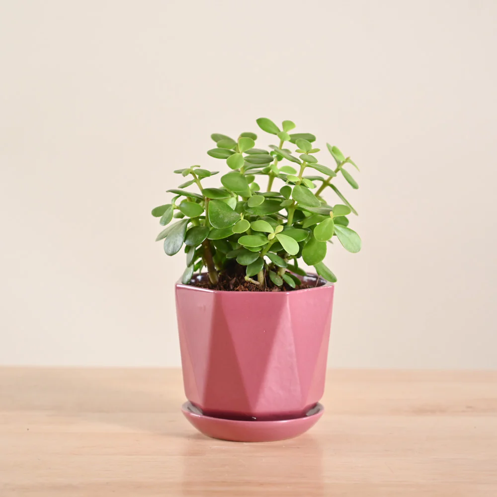 Jade Mini Plant - Image 54