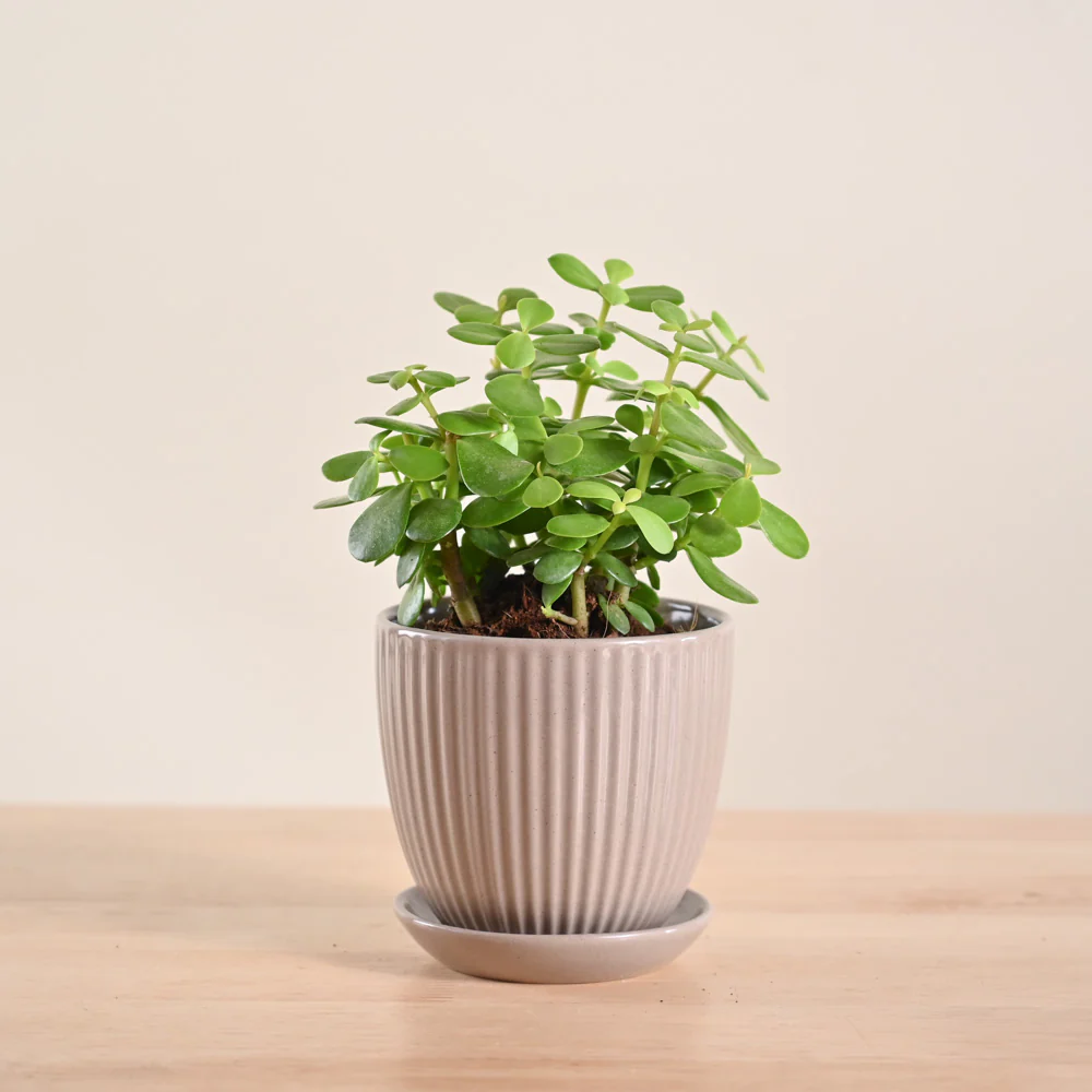 Jade Mini Plant - Image 55