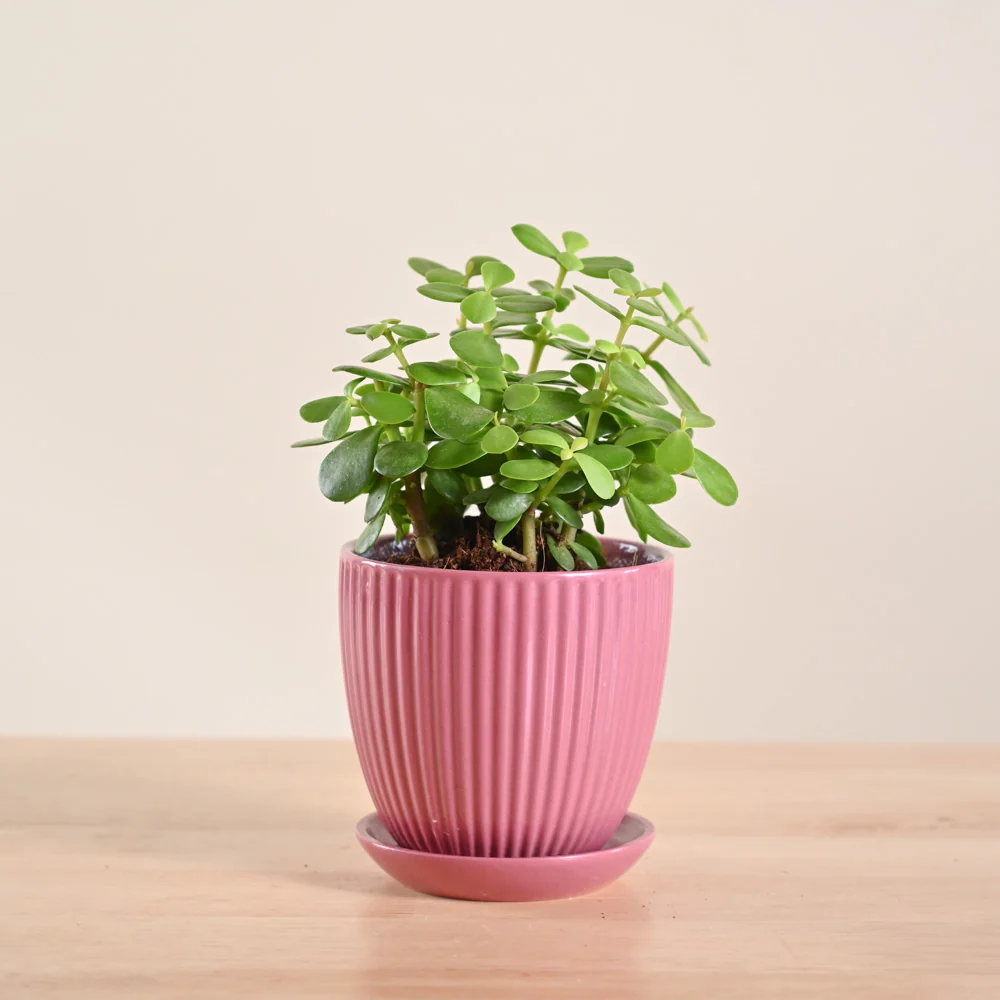 Jade Mini Plant - Image 56