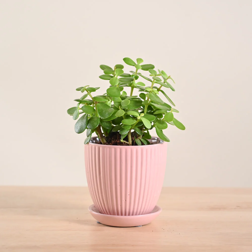 Jade Mini Plant - Image 57