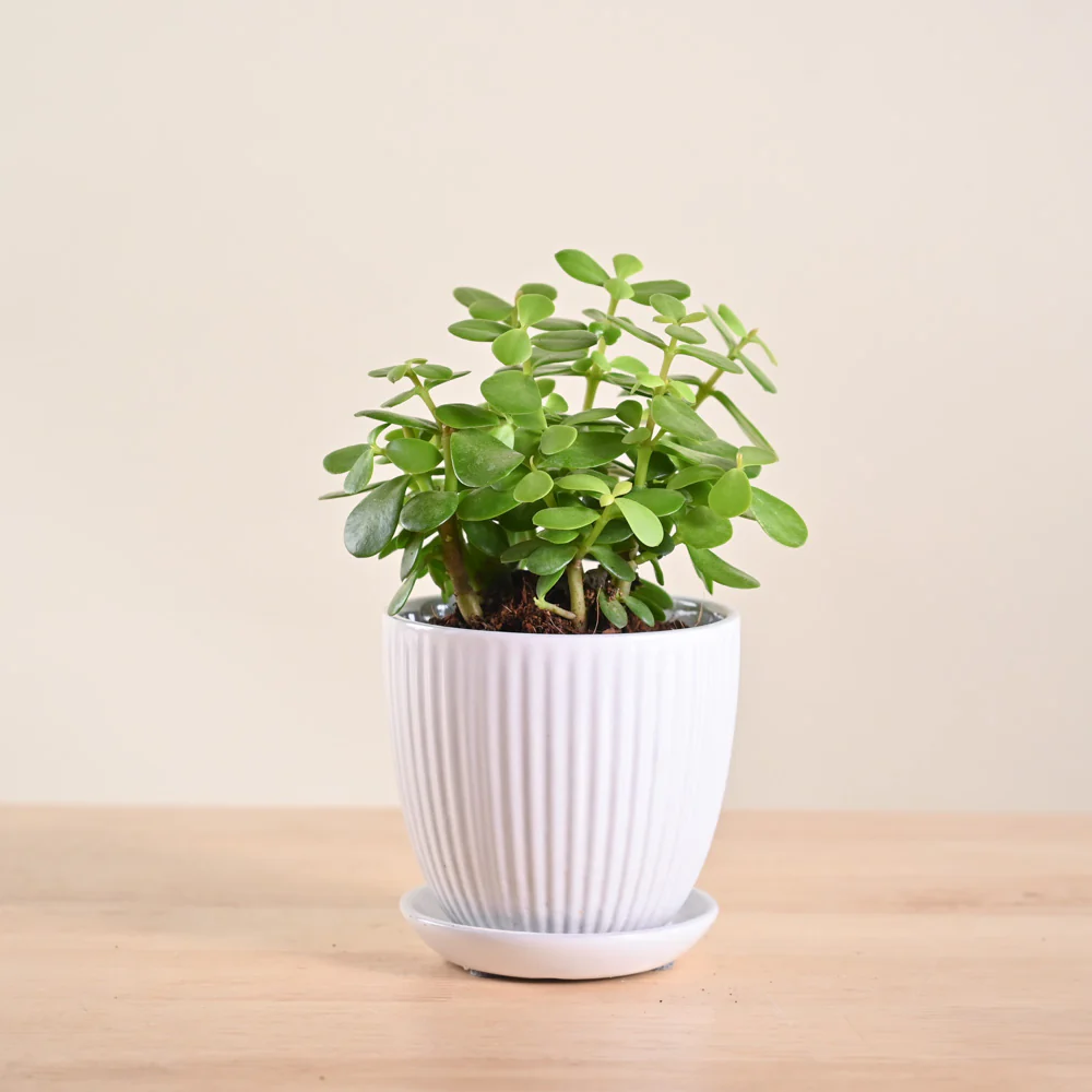 Jade Mini Plant - Image 58