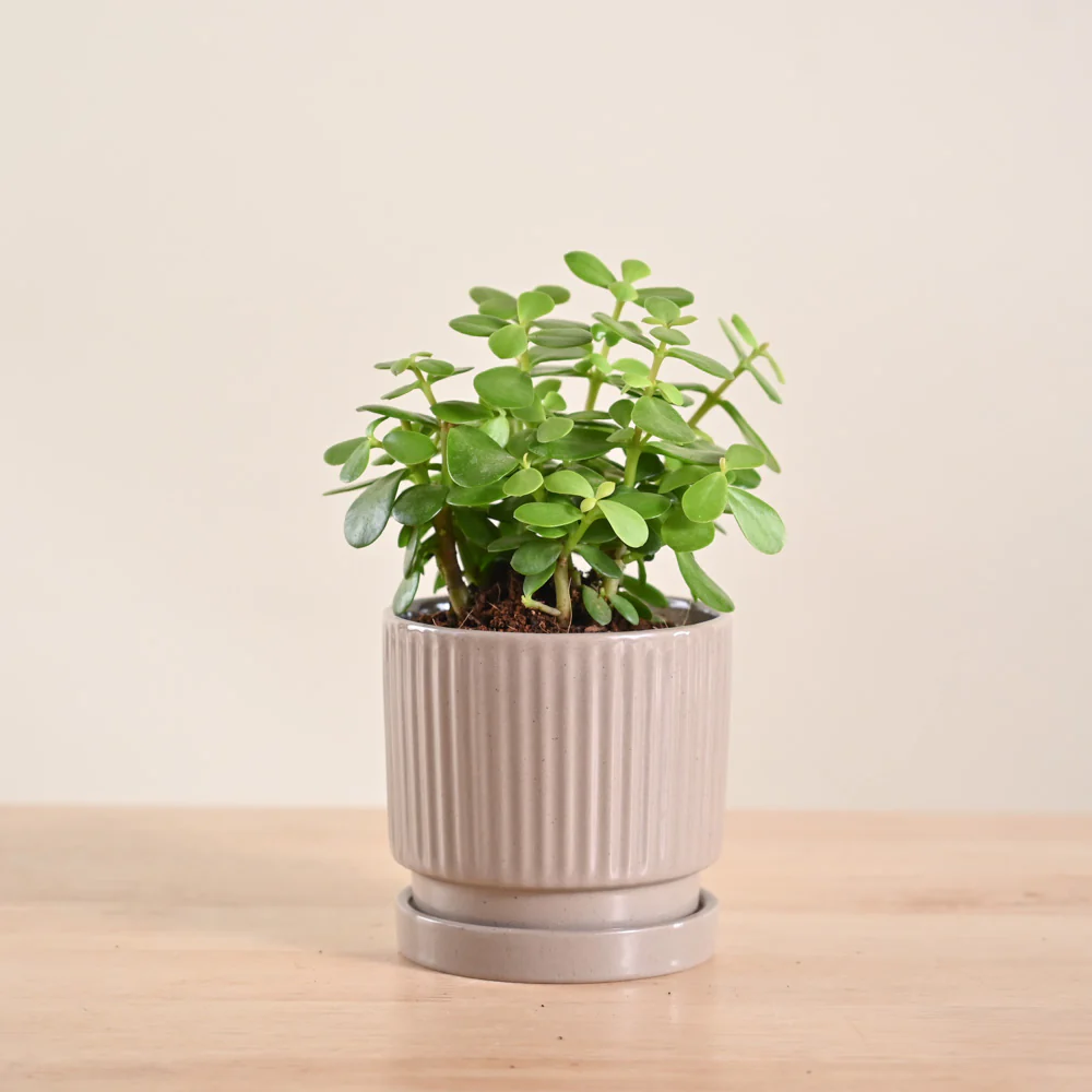 Jade Mini Plant - Image 59