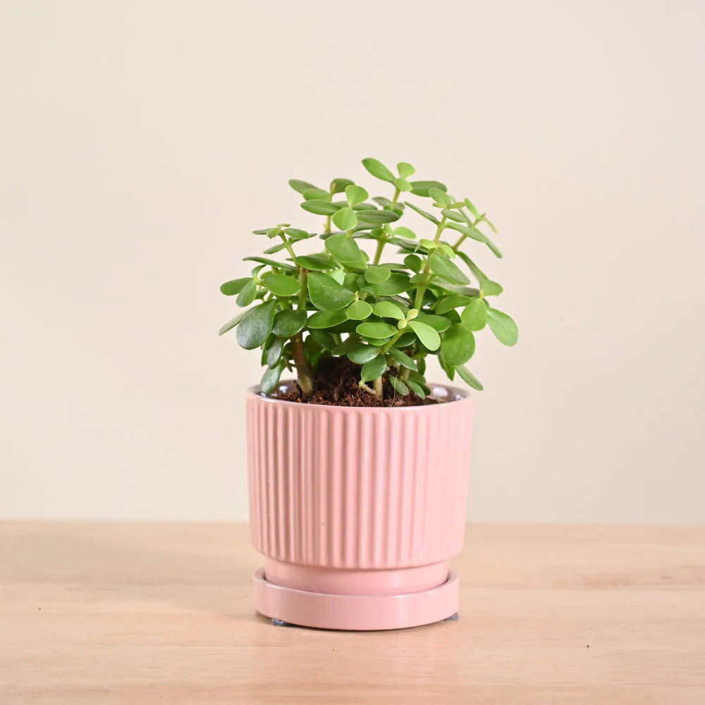 Jade Mini Plant - Image 61