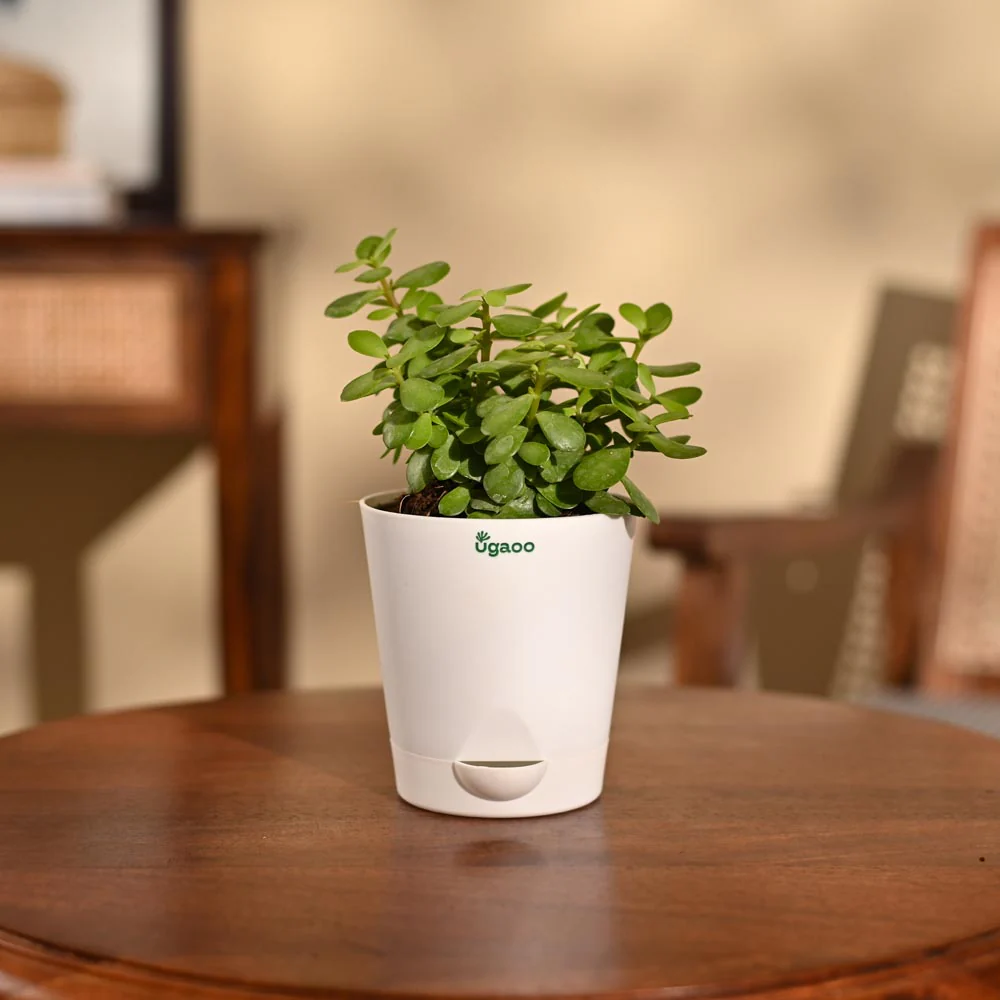 Jade Mini Plant - Image 62