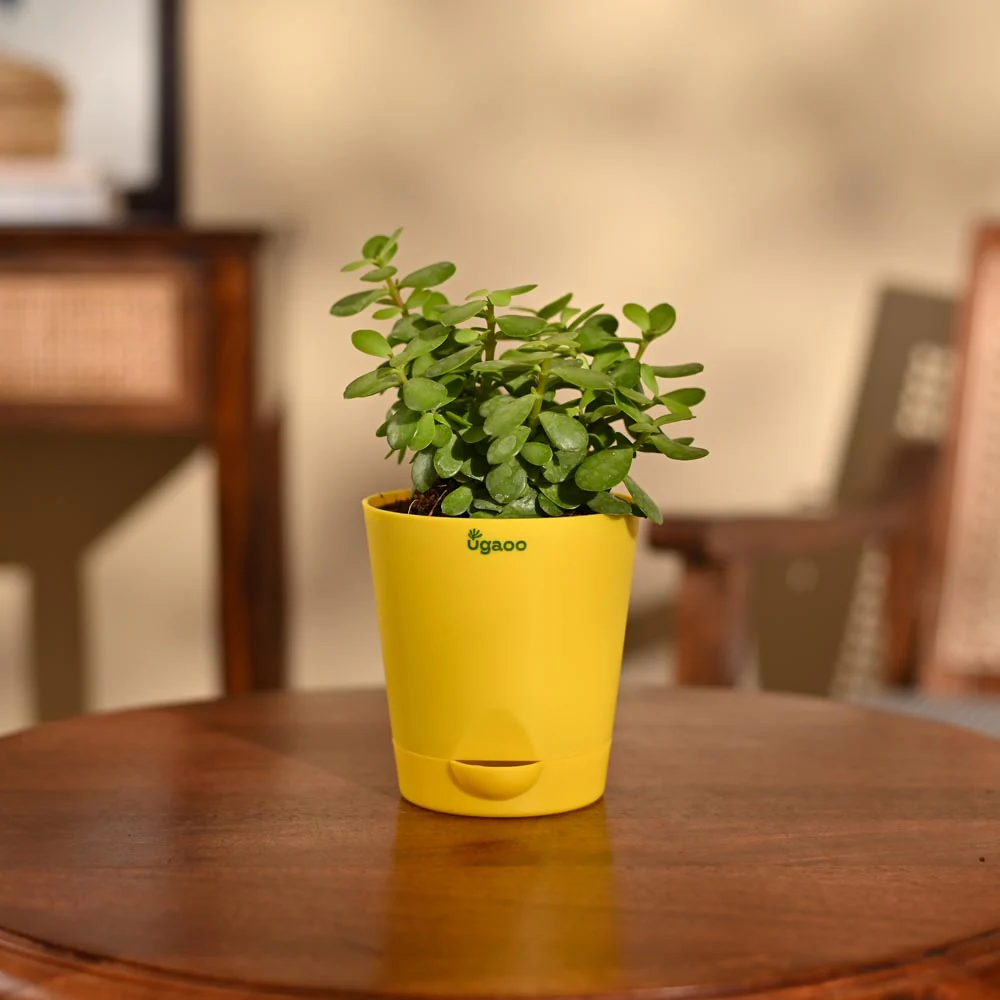 Jade Mini Plant - Image 63