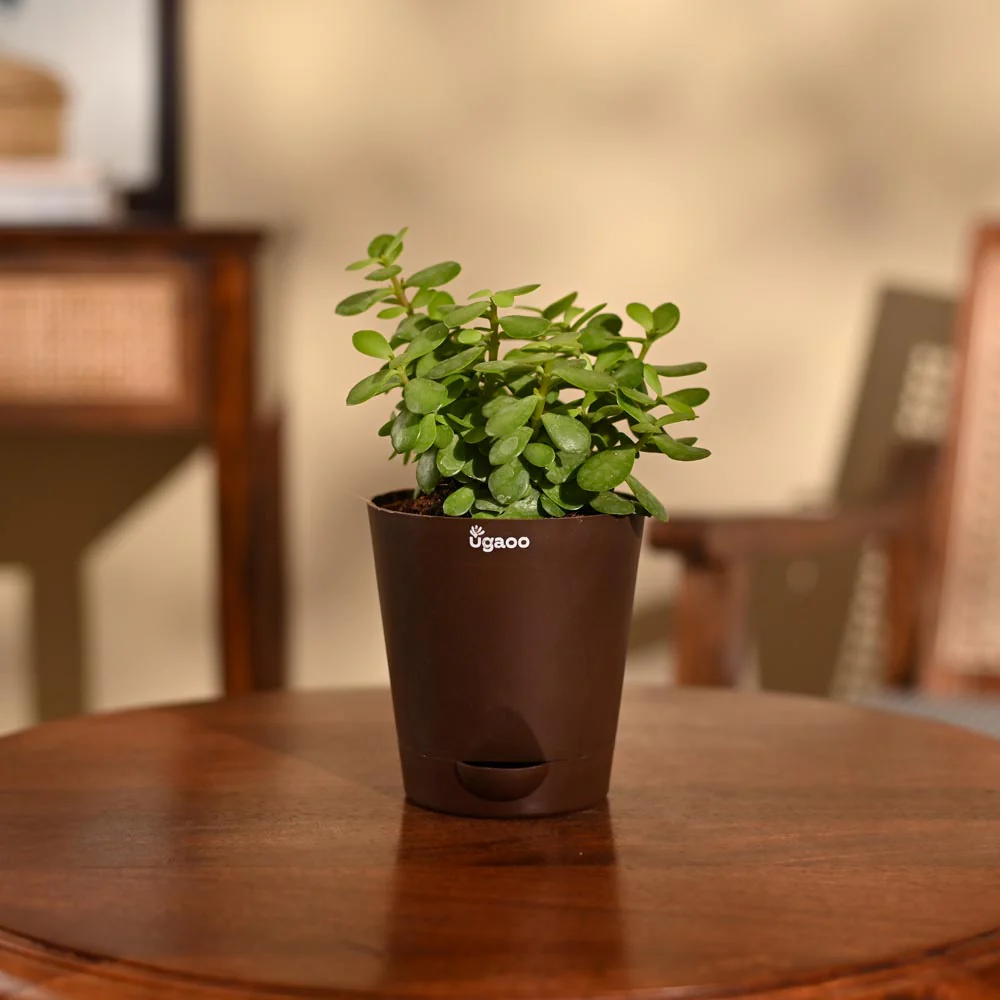 Jade Mini Plant - Image 66