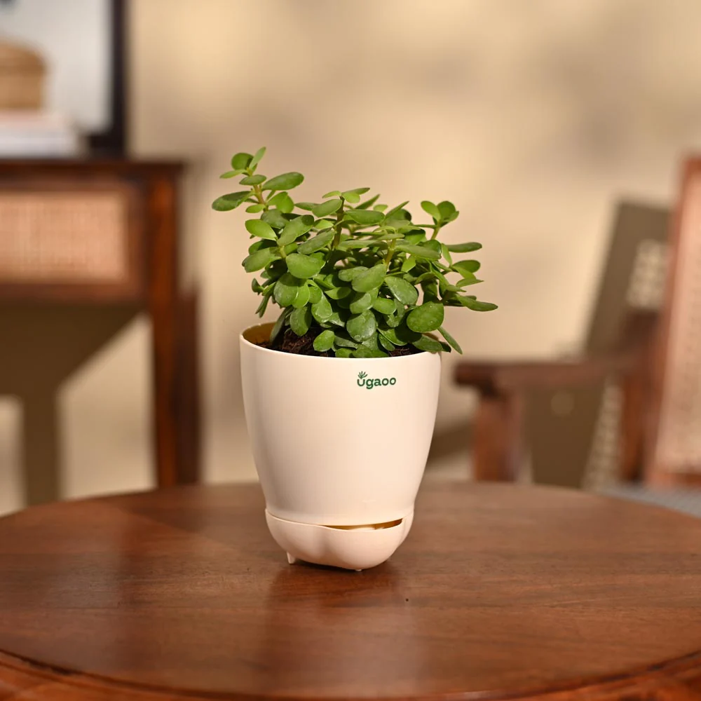 Jade Mini Plant - Image 67