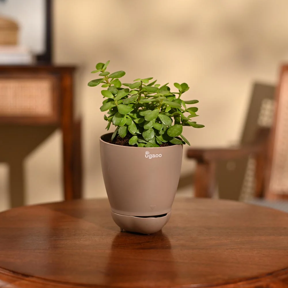 Jade Mini Plant - Image 69