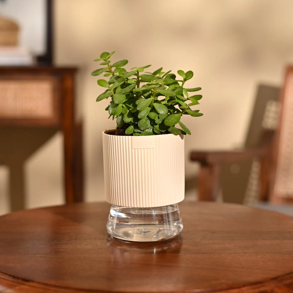 Jade Mini Plant - Image 70