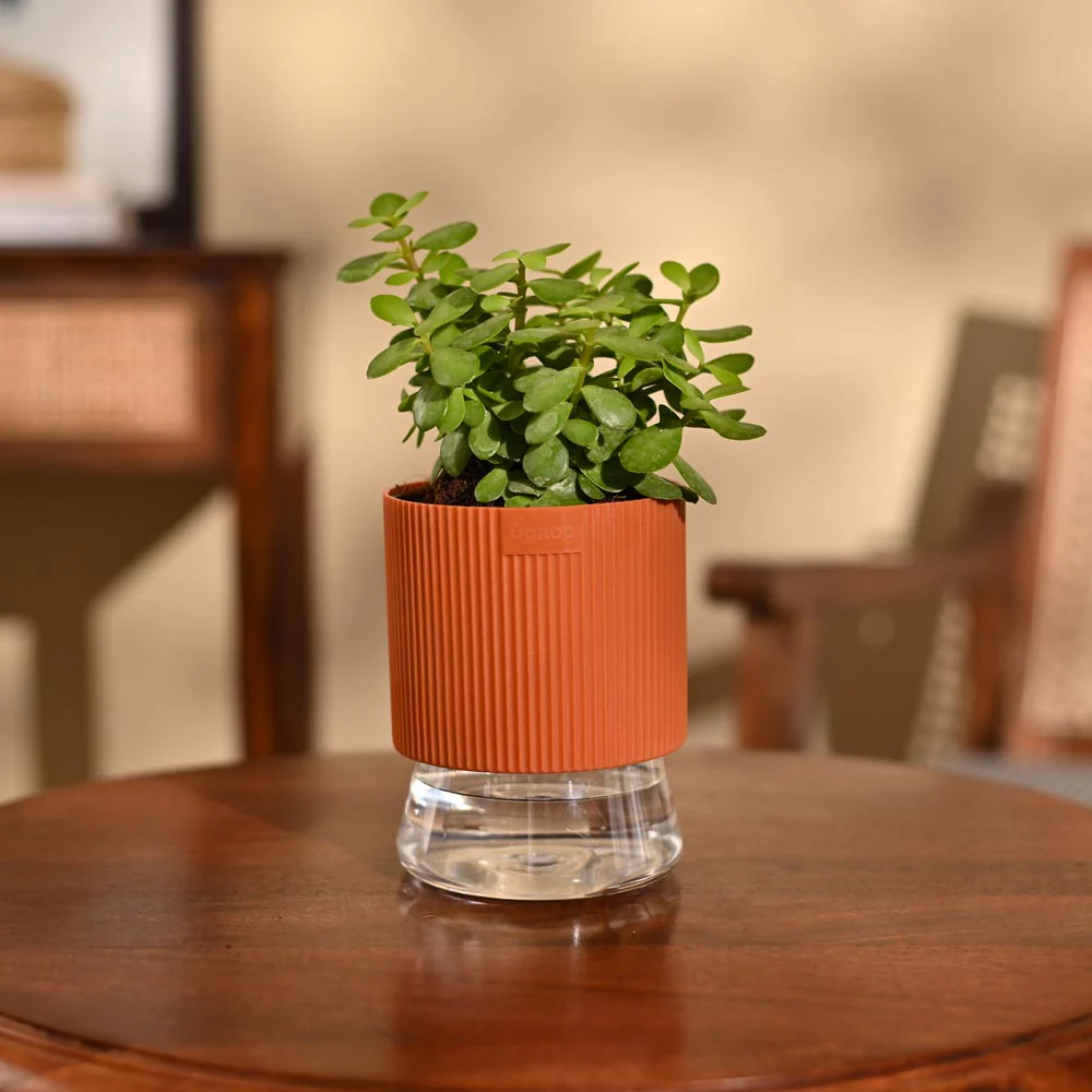 Jade Mini Plant - Image 71