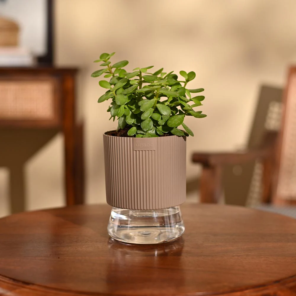 Jade Mini Plant - Image 72