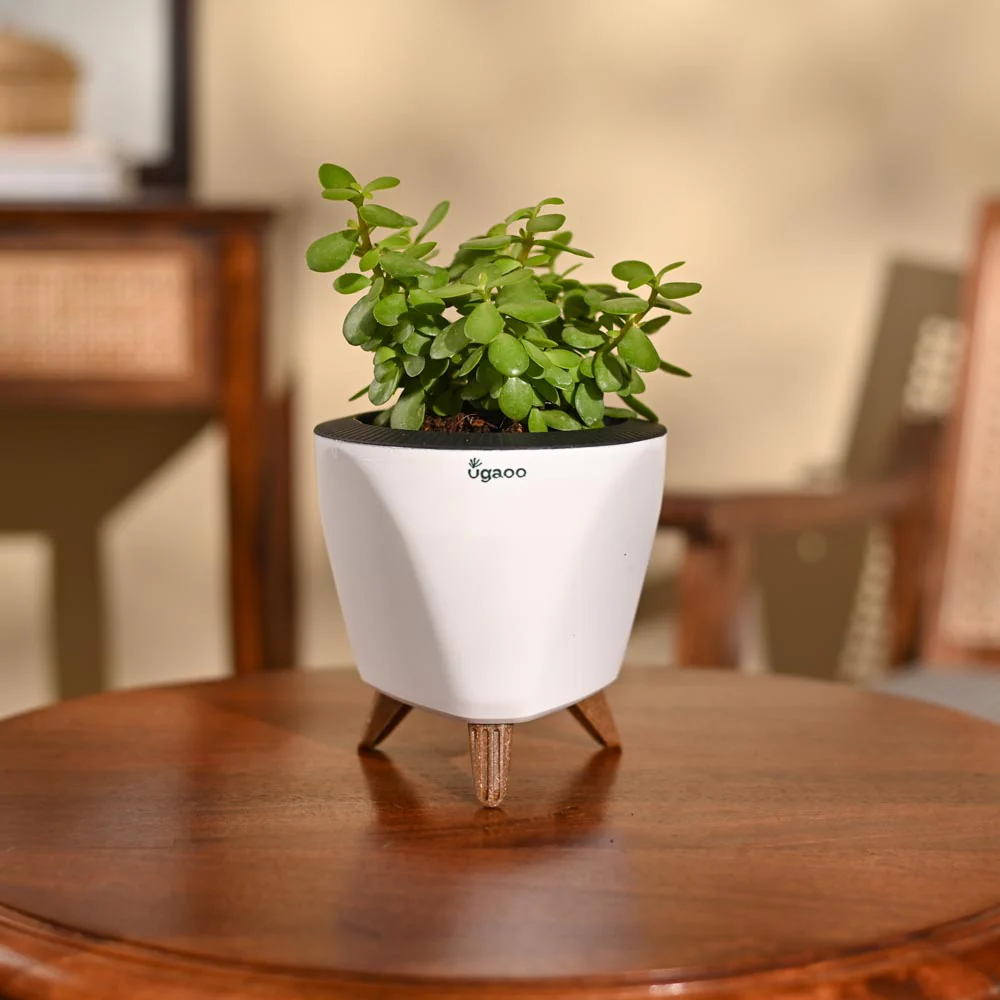 Jade Mini Plant - Image 73