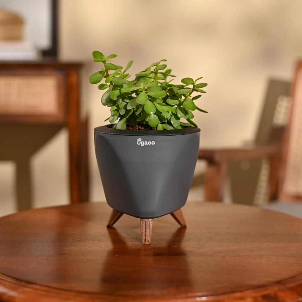 Jade Mini Plant - Image 74
