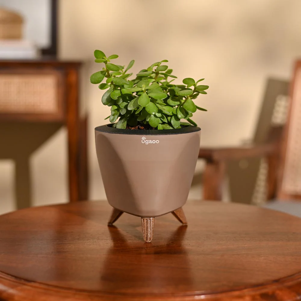 Jade Mini Plant - Image 75