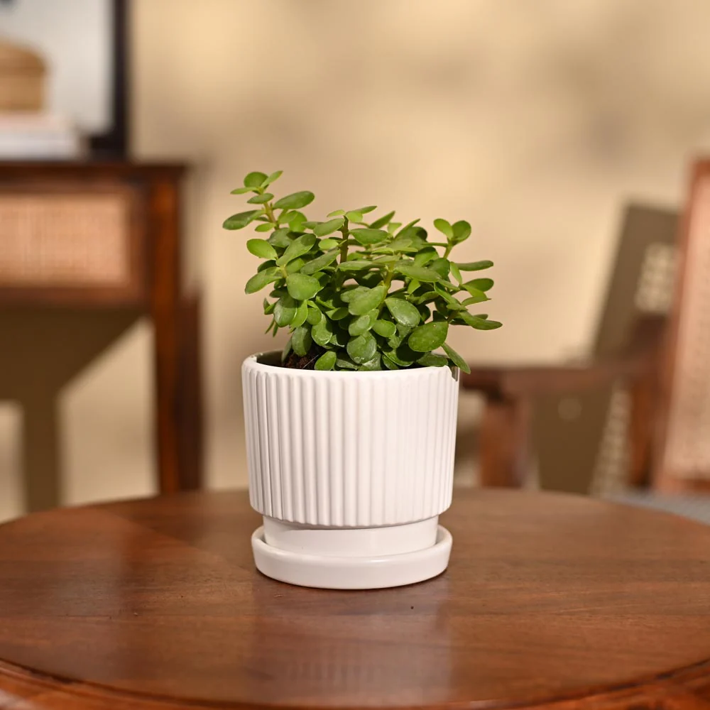 Jade Mini Plant - Image 78