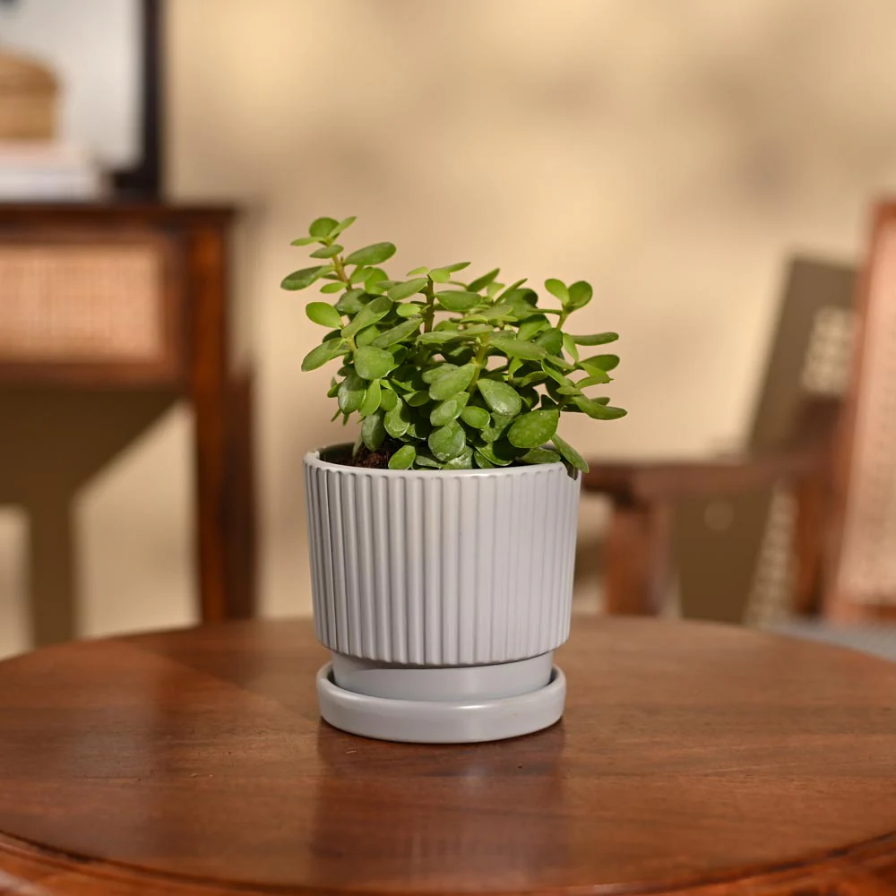 Jade Mini Plant - Image 79