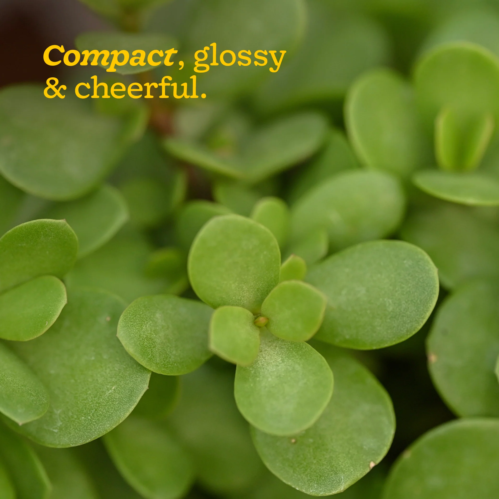 Jade Mini Plant - Image 81