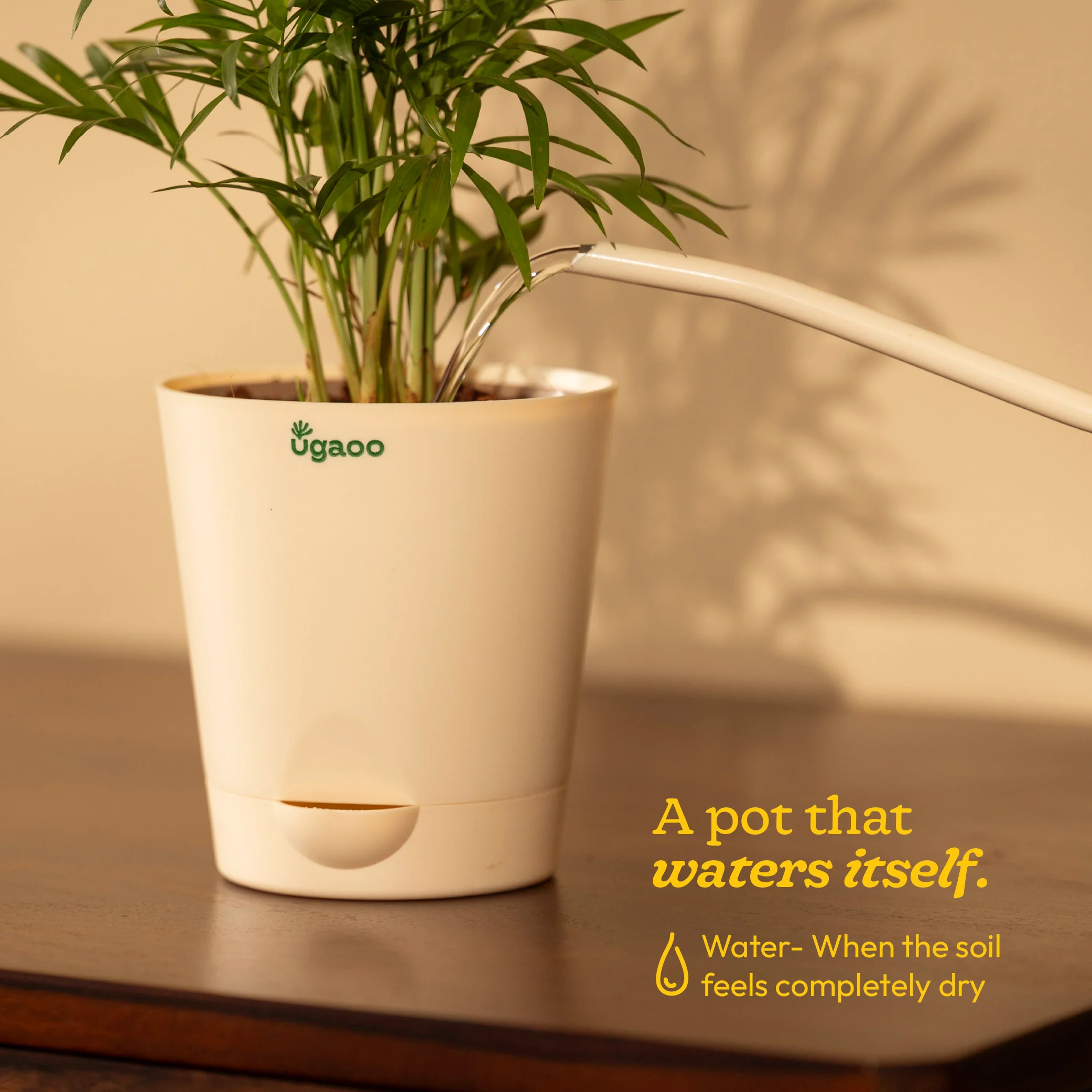 Jade Mini Plant - Image 83