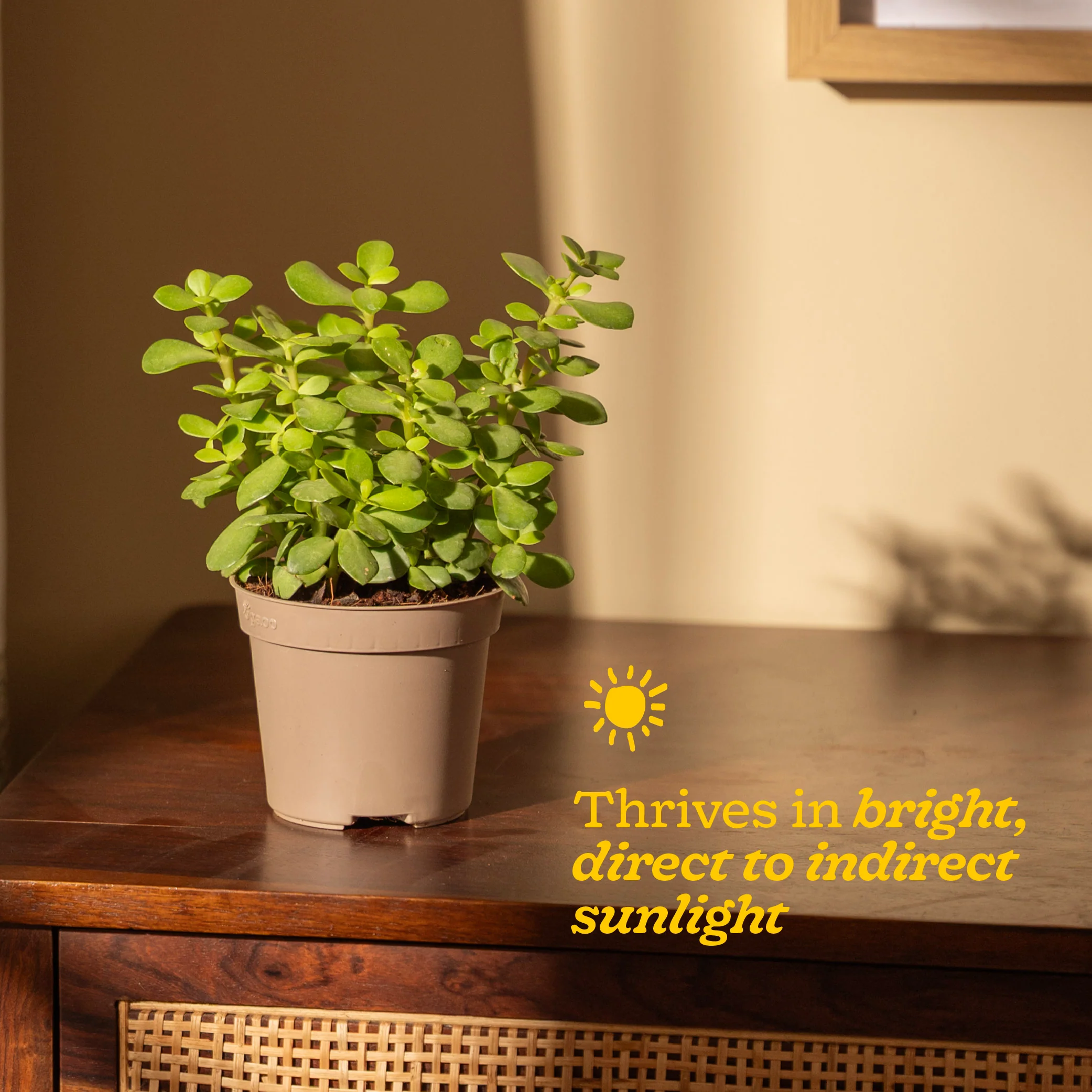 Jade Mini Plant - Image 84