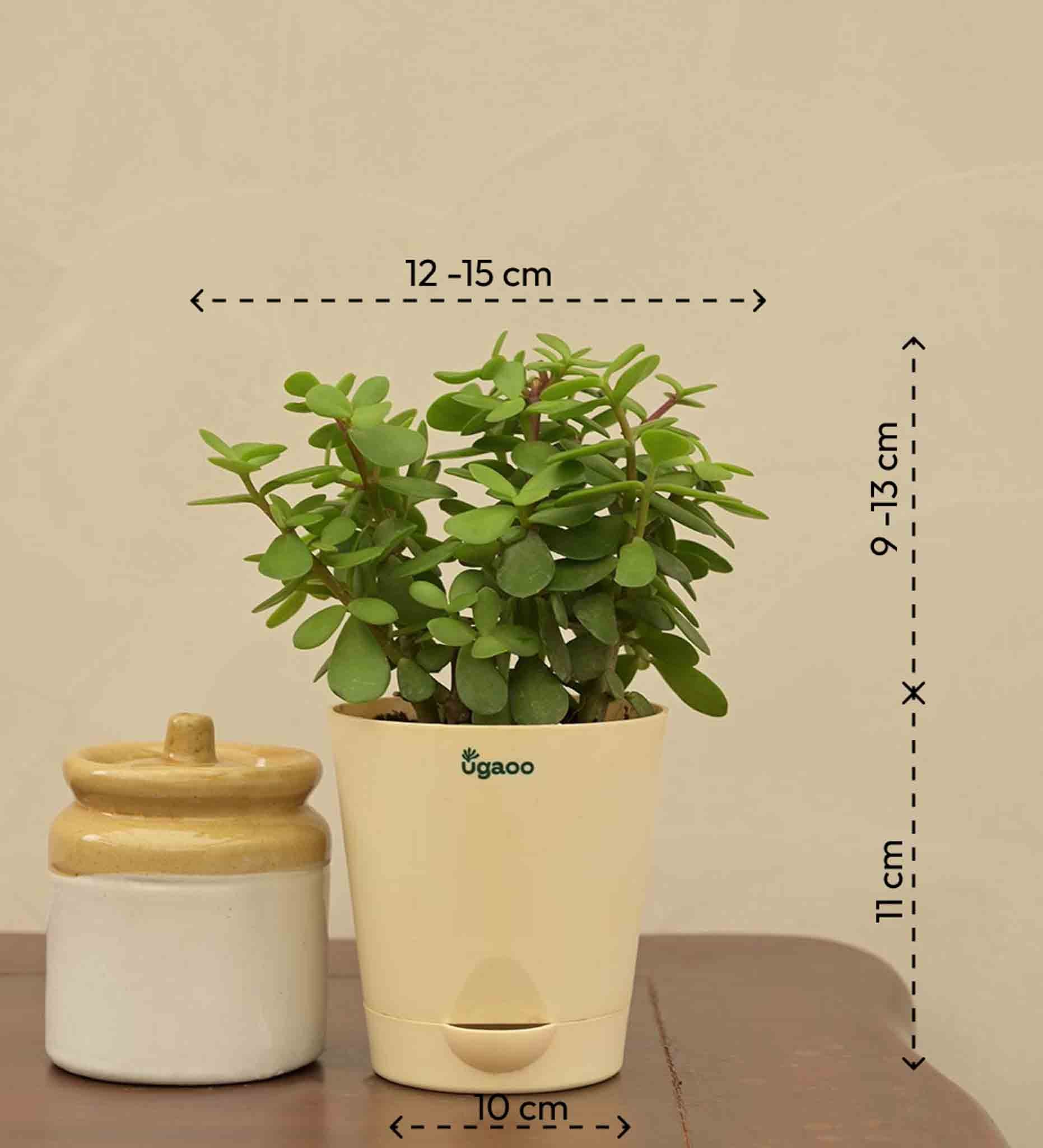 Jade Plant Mini - Women's Day Gift For Employees - Image 4