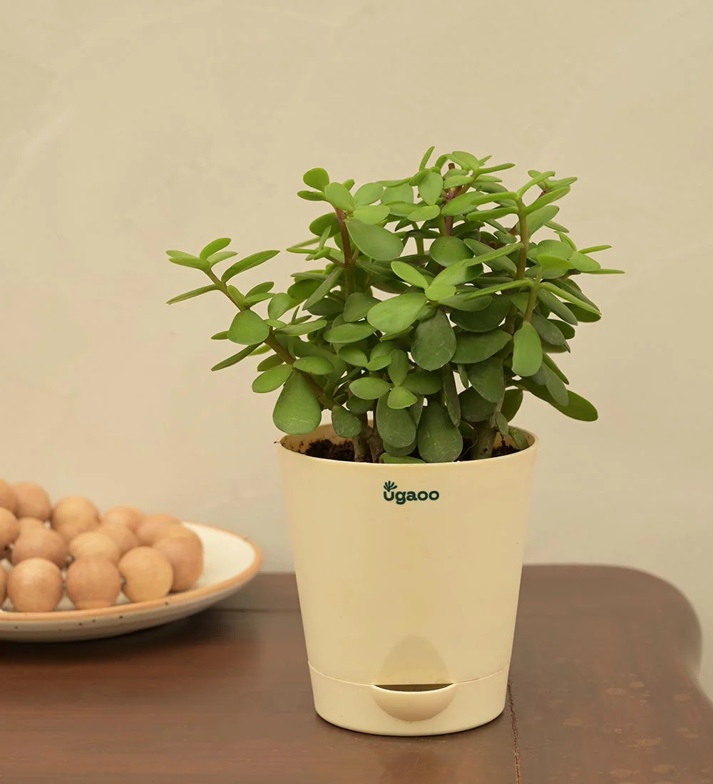 Jade Plant Mini - Women's Day Gift For Employees - Image 5