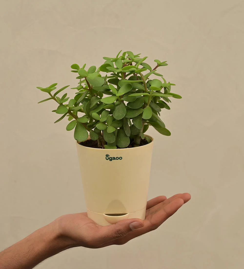 Jade Plant Mini - Women's Day Gift For Employees - Image 6
