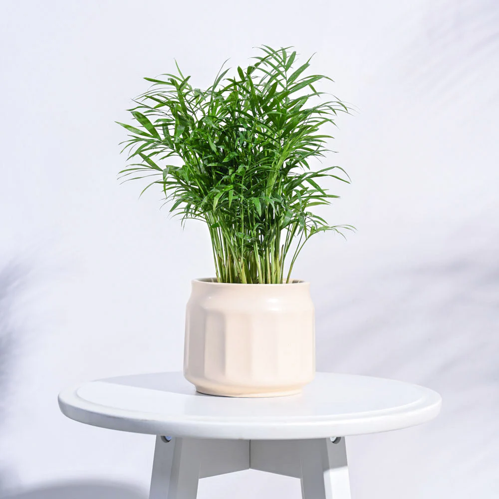 Jar Ceramic Pot - Image 11