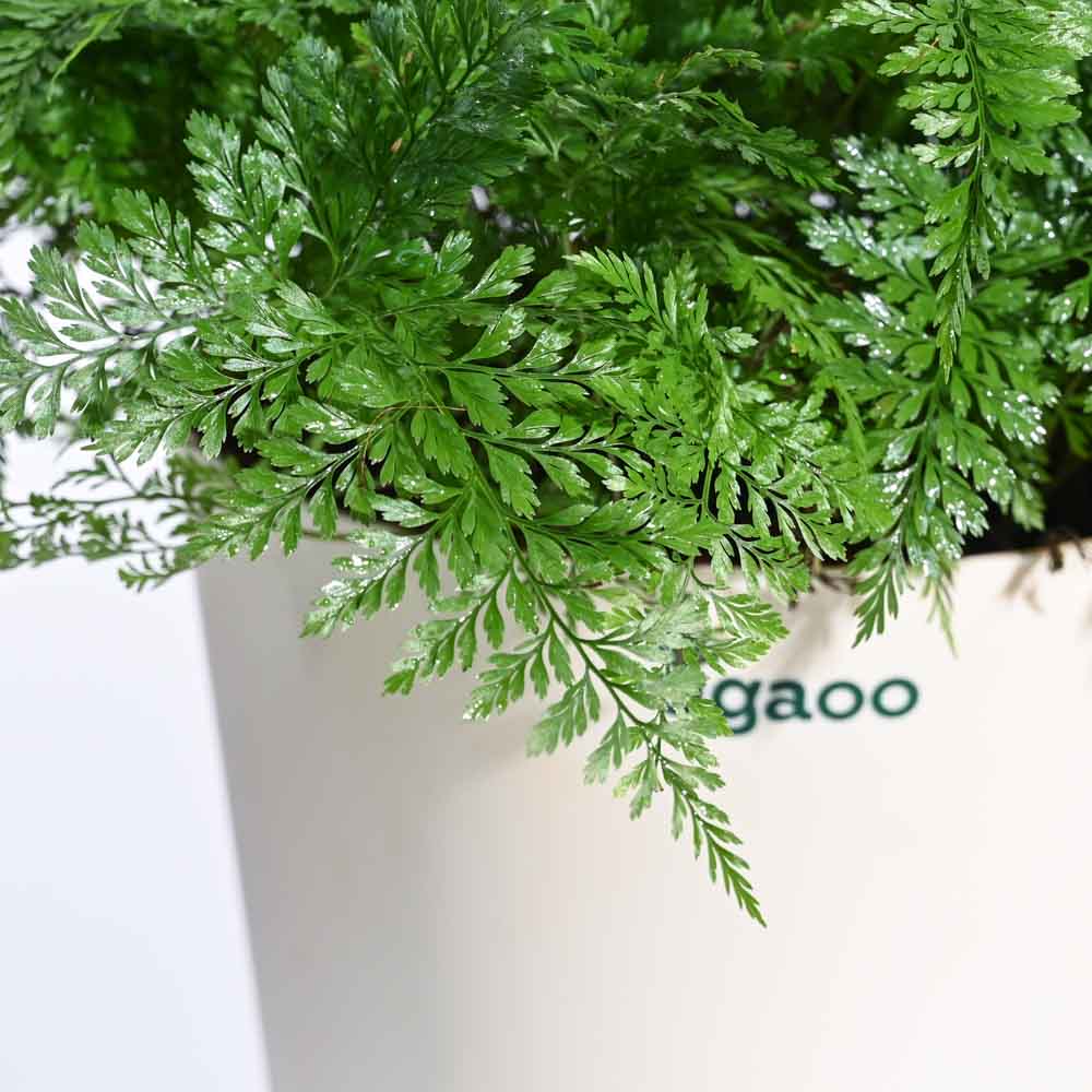 Jungle Paradise Indoor Plant Bundle - Image 3